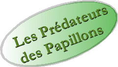 Les prdateurs des papillons